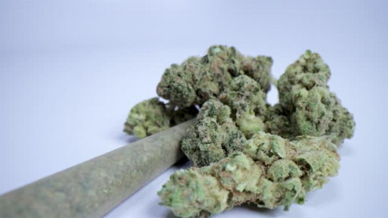 CBD Bud