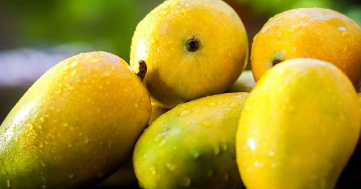 Rising demand for organic mangoes affecting Fresh Mangoes Price in Pakistan.