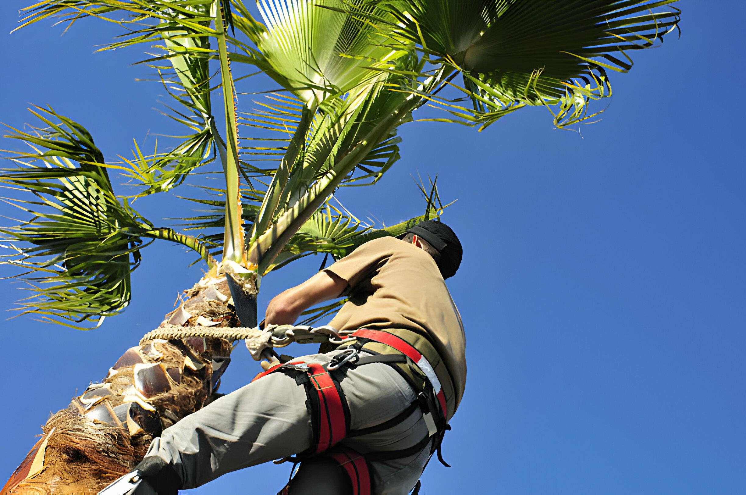 Palm Tree Trimming Services Palm Tree Trimming Services